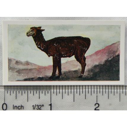 Neilson's Interesting Animals card No. 48 Alpaca