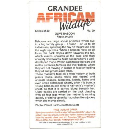 PLAYER'S GRANDEE CIGAR CARD AFRICAN WILDLIFE 1990 EXCELLENT No.29 OLIVE BABOON