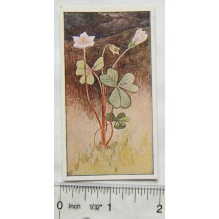 Vintage: Dutch card Jac. P. Thijsse, Lente No. 94 Klaverzuring Wakker