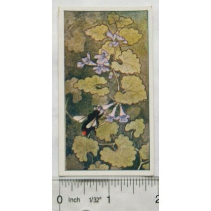 Vintage: Dutch card Jac. P. Thijsse, Lente No. 19 Hondsdraf met Steenhommel