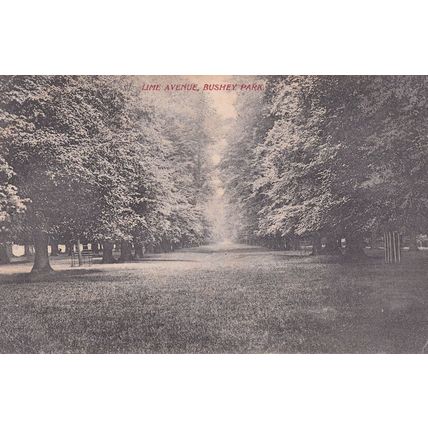 Lime Avenue Bushey Park Kingston Upon Thames 1905 Postcard