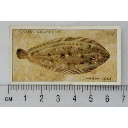 1935 Players Sea Fishes No. 48 Common Sole