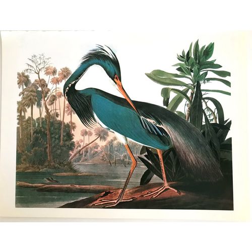Louisiana Heron Audubon Vintage Litho Bird Print Poster Natural History wall art