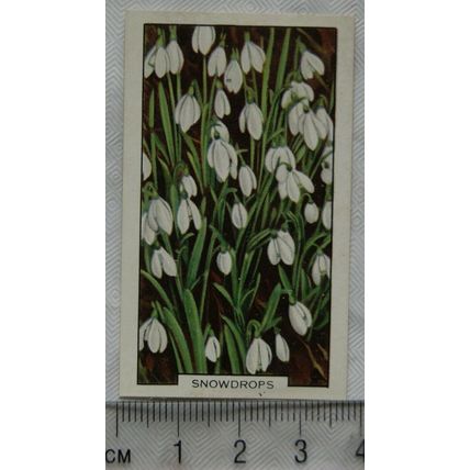 1938 Gallaher's Garden flowers No. 27 Snowdrops