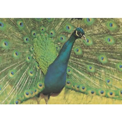 Peacock At Brownsea Island Dorset Zoo 1980s Postcard