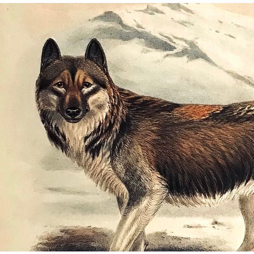 Esquimaux Dog HUSKY 1890 antique Print Lithograph Animal Art Decor Orig to frame