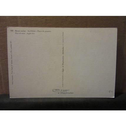 APPLE TREE BLOSSOM flowers unused vintage postcard #