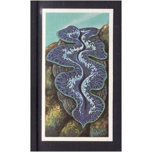 Brook Bond INCREDIBLE CREATURES IN THE SEA GIANT CLAM No 16 Mint