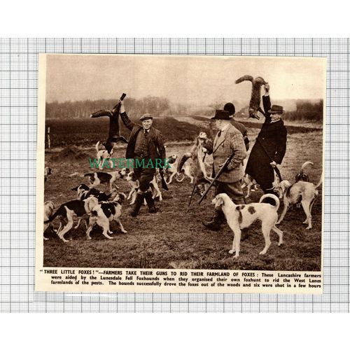 C2914) Lunesdale Fell Foxhounds Lancashire Farmers - 1950 Clip