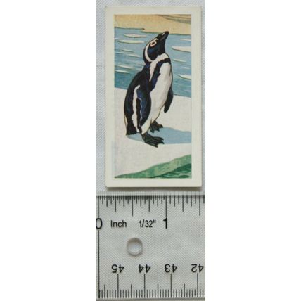1958 Swettenham tea card Wild Animals No. 24 Penguin