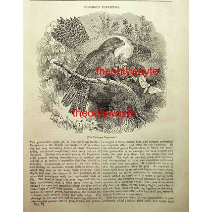 Papuan Frogmouth (Podargus papuensis), Book Illustration (Print), 1837