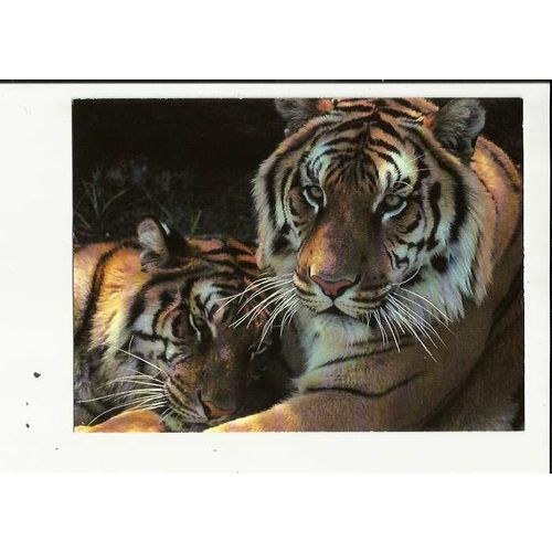 BENGAL TIGERS Athena Postcard (E1000445)
