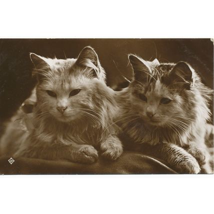 PC18212 Old Postcard. Cats. 1915