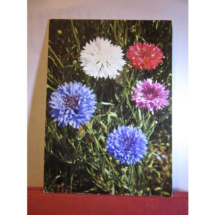 CORN FLOWER flowers Swiss used vintage postcard 1976 pm =