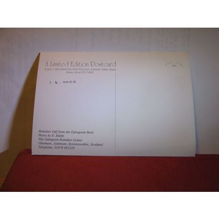 A REINDEER CALF, THE CAIRNGORM HERD, SCOTLAND unused postcard in 2000 #