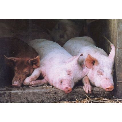 White & Tamworth Piglets Highlands Farm Woodchurch Farm Kent Postcard