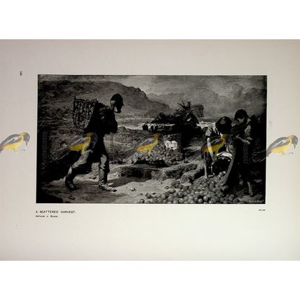 Scattered Harvest, Arthur J Black, Book Illustration (Print), 1905
