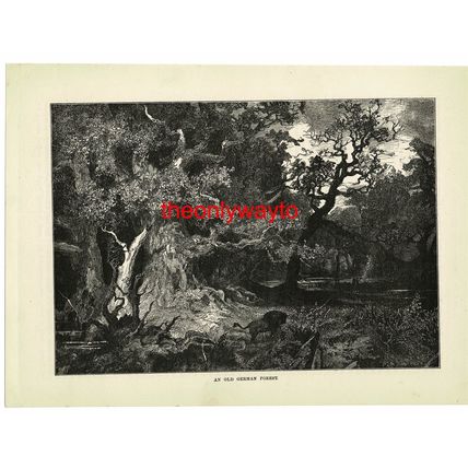 Old German Forest, Book Illustration (Print), 1888