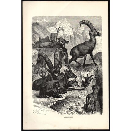 ALPINE IBEX 1894 Mountain Goat - Gustav Heinrich Mützel VICTORIAN ENGRAVING