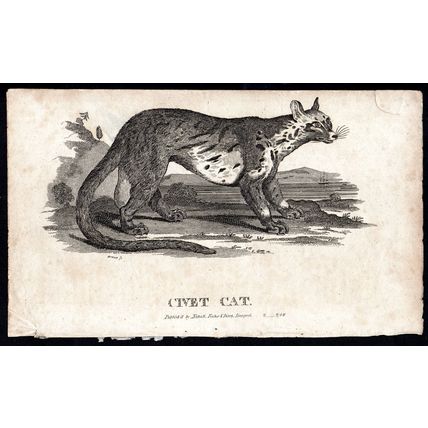 CIVET CAT 1810 Oliver Goldsmith ANTIQUE ENGRAVING