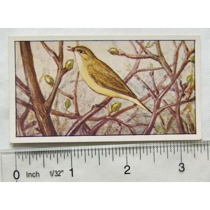 1920s Lente card No. 61 Tjiftjaf, warbler