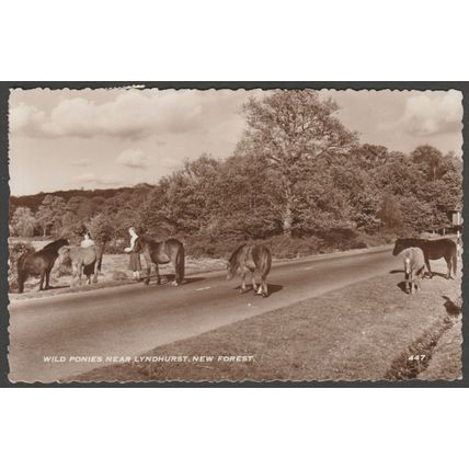 Wild Ponies near Lyndhurst, Hampshire, 1959 - RP Postcard