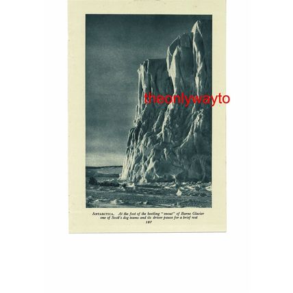 Weddell Seal, Antarctica (Barne Glacier, Reverse), Book Illustration, c1920