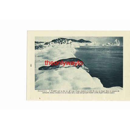 Weddell Seal, Antarctica (Barne Glacier, Reverse), Book Illustration, c1920