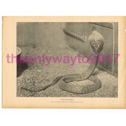 Cobra di Capello, London Zoo, Victorian Natural History Book Illustration, 1896