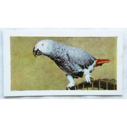 1960 Horniman's Tea card Pets No. 29 Grey Parrot