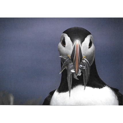 Posta: Europa: Endangered National Wildlife
