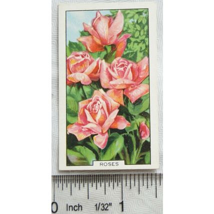 1938 Gallaher's Garden flowers No. 33 Roses