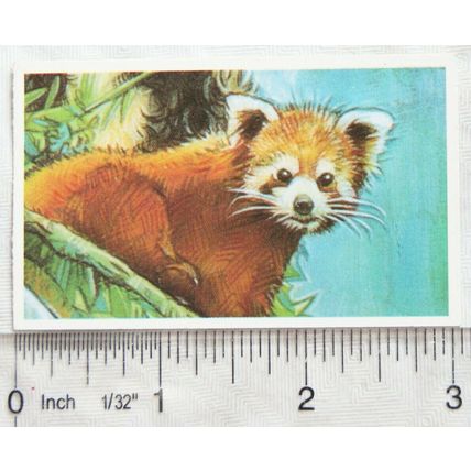 Brooke Bond Going Wild No. 20 Red Panda, Wildlife Survival Challenge