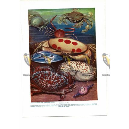 Tropical Crabs, Book Illustration (Print), c1925