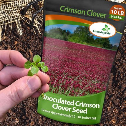 Outsidepride Crimson Clover Seeds - 10 Lbs. Annual, Nitrocoated, & Inoculated Gr