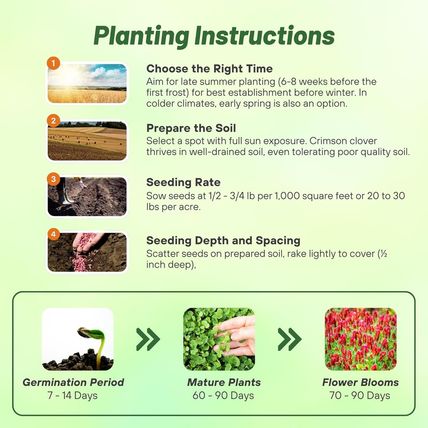Outsidepride Crimson Clover Seeds - 10 Lbs. Annual, Nitrocoated, & Inoculated Gr