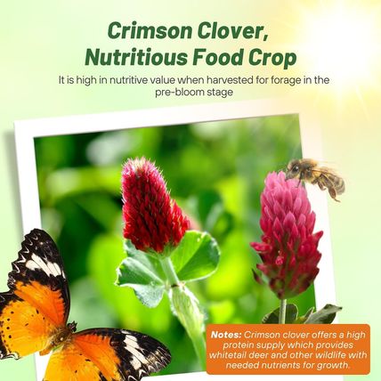 Outsidepride Crimson Clover Seeds - 10 Lbs. Annual, Nitrocoated, & Inoculated Gr