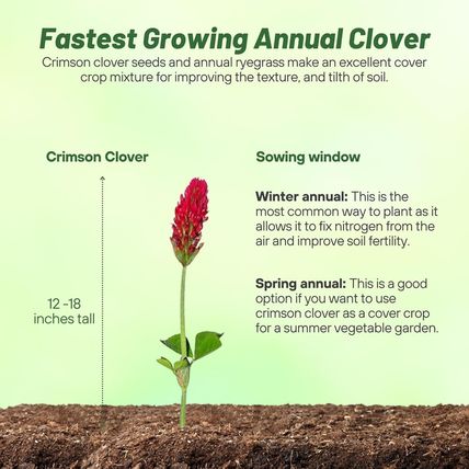 Outsidepride Crimson Clover Seeds - 10 Lbs. Annual, Nitrocoated, & Inoculated Gr