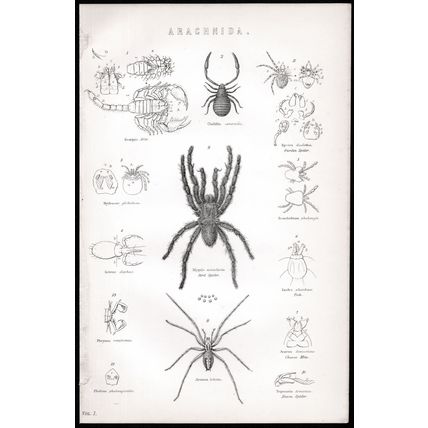 ARACHNIDA 1880 House Spider - Cheese Mite VICTORIAN LITHOGRAPH