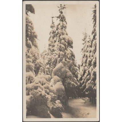 Bäume im Schnee, 1922 - Jean Gaberell Foto-AK
