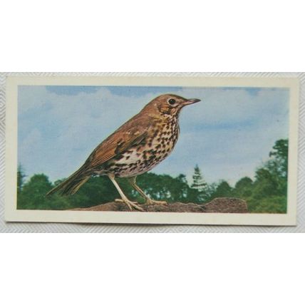 1976 Craven Black Cat British Birds card No. 12 Song Thrush
