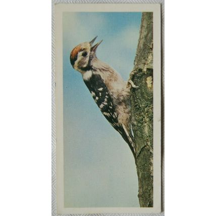 1976 Craven Black Cat British Birds card No. 2 Lesser spotted woodpecker