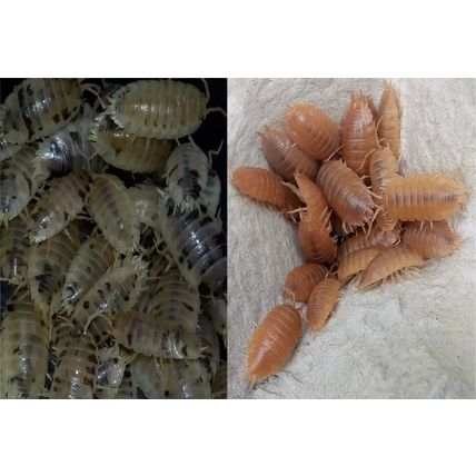 20 ADULT Woodlice, Giant Orange & Dairy Cow Isopods,10 ea Live feed and c.u.c.