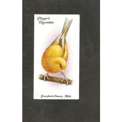 Cigarette Card Players Aviary & Caged Birds 1933 #16 Greenfinch Canary Mule