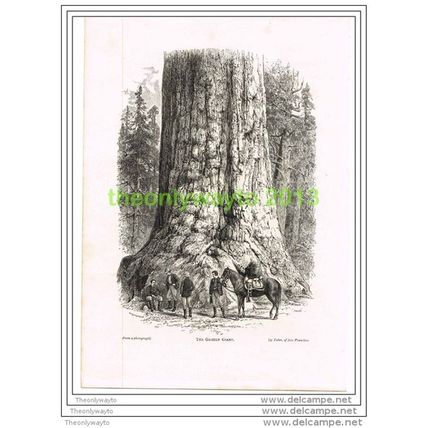GRIZZLY GIANT, CALIFORNIA, USA, BOOK ILLUSTRATION (PRINT) 1891