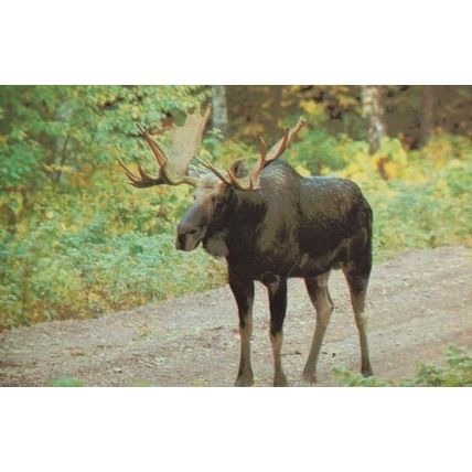 Mousse in James Street Forest Kodak Orillia Fish & Chips Camera Canada Postcard