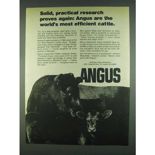 1978 American Angus Association Ad - Solid Research