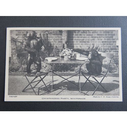 Chimpanzees Party, Whipsnade, Dunstable, Bedfordshire Postcard