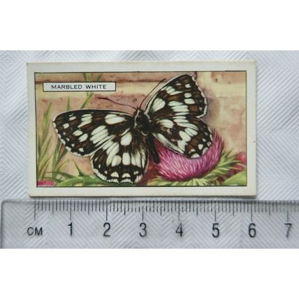 1938 Gallaher's Butterflies & Moths No. 11 Marbled White