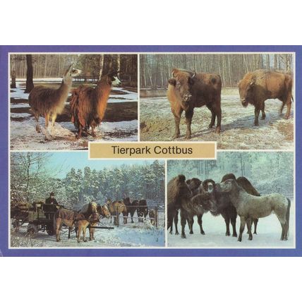 Teirpark Cottbus Animal Park Zoo Berlin Germany Postcard